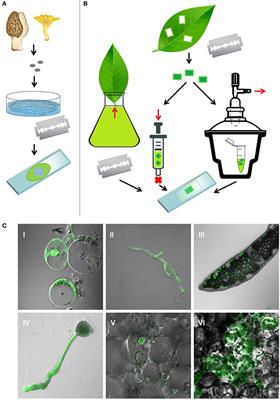 Re-Evaluation of Imaging Methods of Reactive Oxygen and Nitrogen Species in Plants and Fungi: Influence of Cell Wall Composition